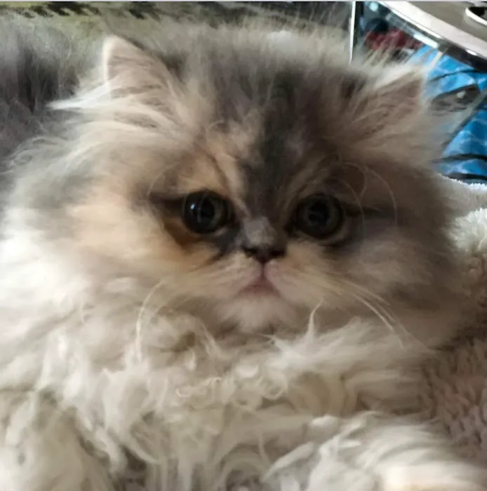 Cindy's Persians 12