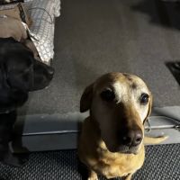 Rolling Hills Veterinary Clinic ico