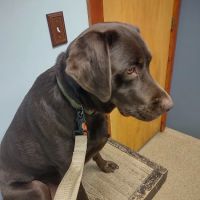 Refugee Canyon Veterinary Services ico