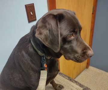 Refugee Canyon Veterinary Services