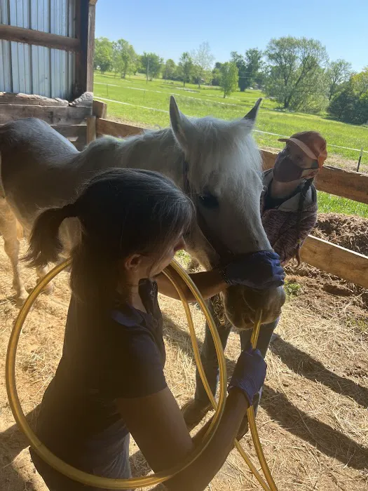 Flying Horse Veterinary Practice 2