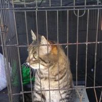 Masterson Veterinary Clinic ico