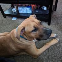 Newark Veterinary Hospital ico