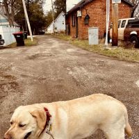 ValuVet Wellness Newark ico