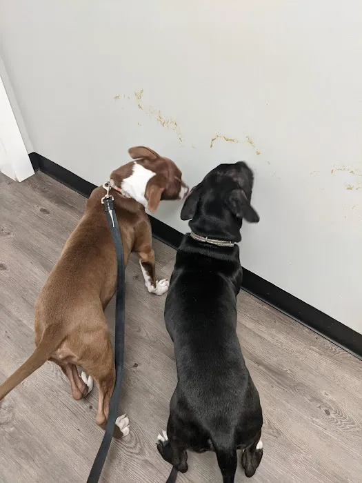 ValuVet Wellness Newark 12