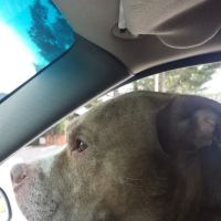 Northtowne Animal Clinic ico