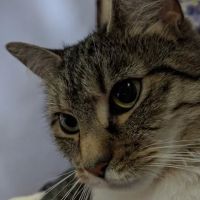 Cold Spring Animal Clinic. Phones answered after hours for assistance and scheduling. ico