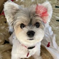 Utica Animal Care Center ico