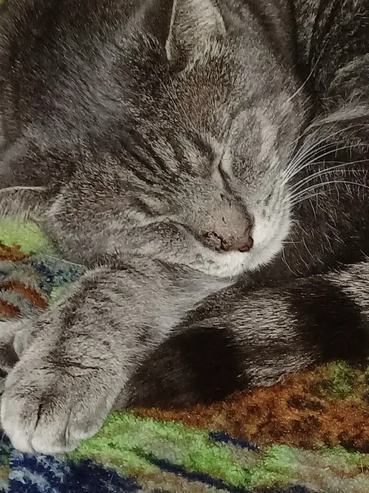 Utica Animal Care Center 4