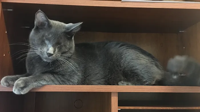 Utica Animal Care Center 10