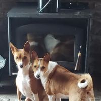 Interstate Veterinary Hospital ico