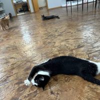 Northwest Wisconsin Veterinary Services ico