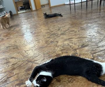 Northwest Wisconsin Veterinary Services