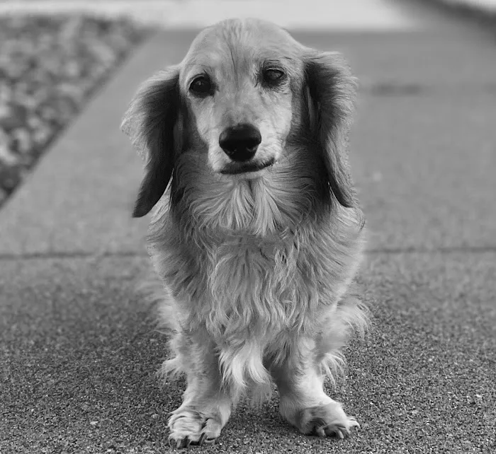 Countryside Veterinary Clinic 5