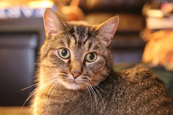 Somerset Animal Hospital 9