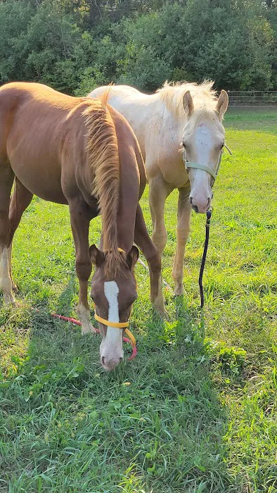 Pleasant Valley Equine Vet Service, LLC 1