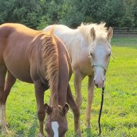 Pleasant Valley Equine Vet Service, LLC ico