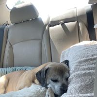 New Richmond Veterinary Clinic ico