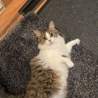 Purple Cat Vet - Baldwin, WI ico