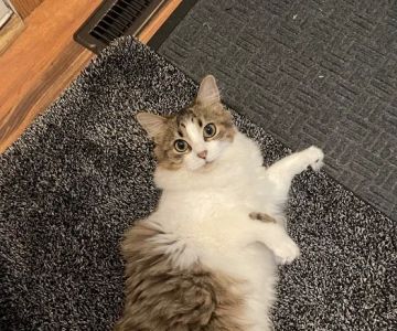 Purple Cat Vet - Baldwin, WI