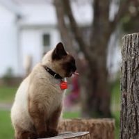 Purple Cat Mobile Veterinary Clinic ico