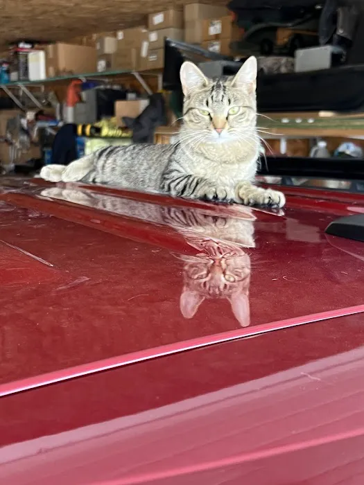 Purple Cat Mobile Veterinary Clinic 6