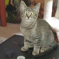 Homestead Veterinary Clinic ico
