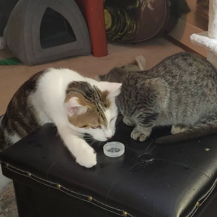 Homestead Veterinary Clinic 2