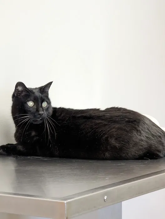 St. Boni Pet Hospital 1