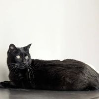 St. Boni Pet Hospital ico