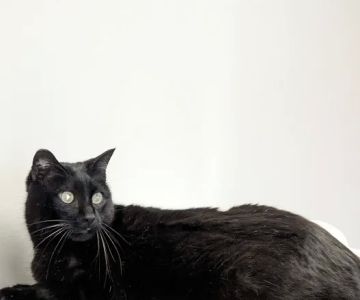 St. Boni Pet Hospital