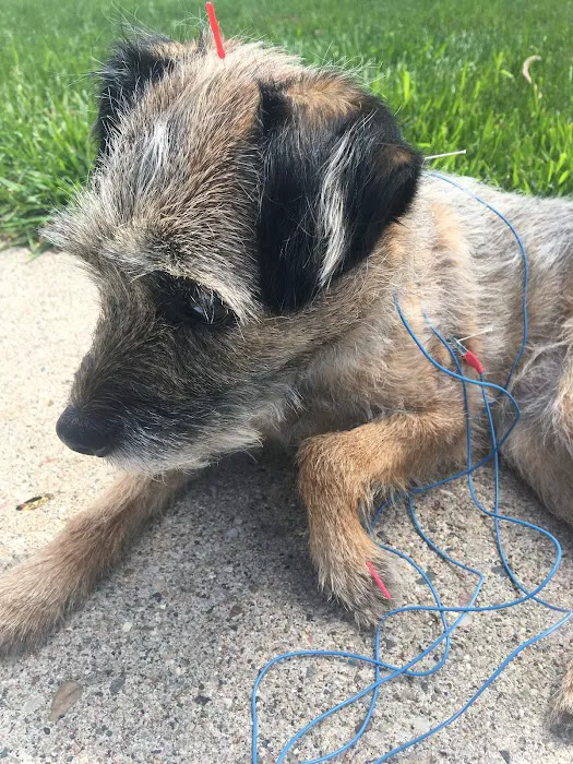 Serenity Veterinary Acupuncture LLC 7