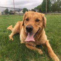Serenity Veterinary Acupuncture LLC ico