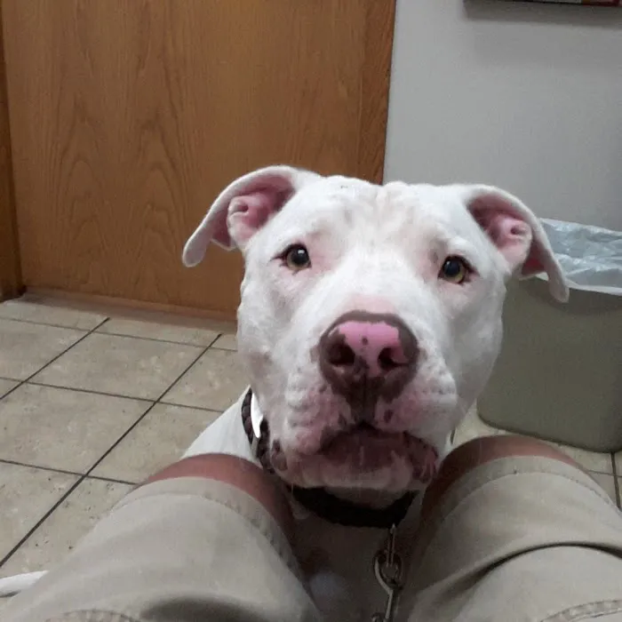 St. Francis Veterinary Clinic 6