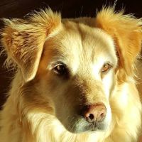 North Side Animal Clinic Inc ico
