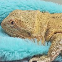 Blanchard Valley Veterinary: Anthony Fuller DVM ico