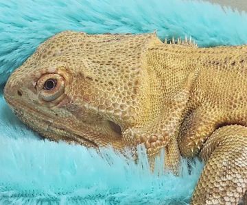 Blanchard Valley Veterinary: Anthony Fuller DVM