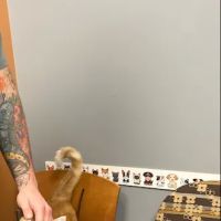 Blanchard Valley Veterinary Clinic ico