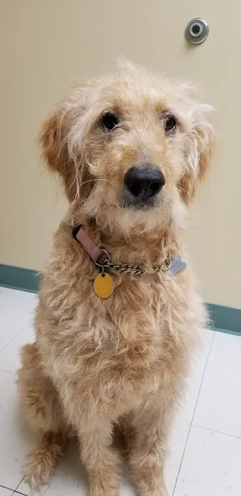 VCA Findlay Animal Hospital 8