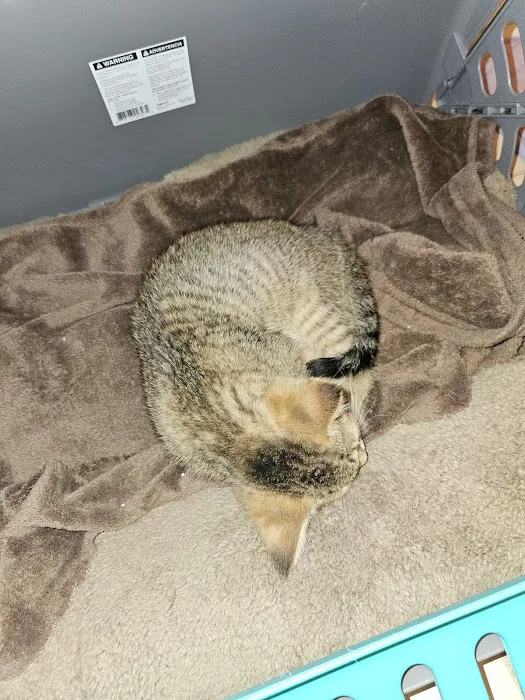 VCA Findlay Animal Hospital 7