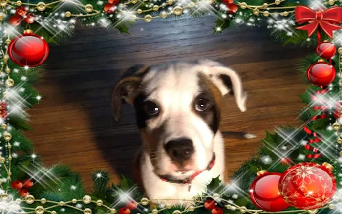 VCA Findlay Animal Hospital 1