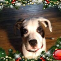 VCA Findlay Animal Hospital ico