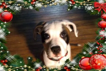 VCA Findlay Animal Hospital