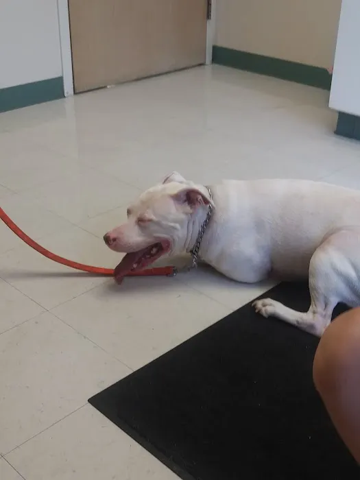 VCA Findlay Animal Hospital 3
