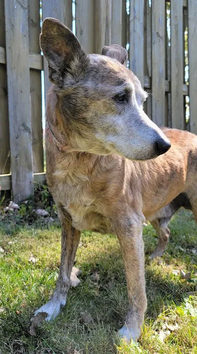 VCA Findlay Animal Hospital 6