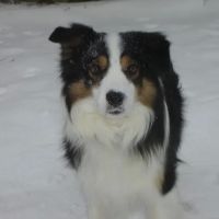 Animal Clinic at Upper Sandusky ico