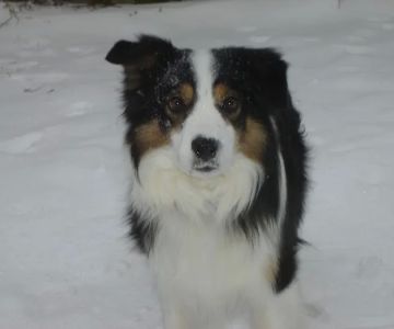 Animal Clinic at Upper Sandusky