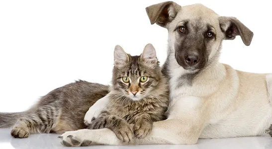 Animal Clinic at Upper Sandusky 4