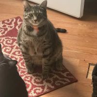 Tri County Veterinary Clinic ico