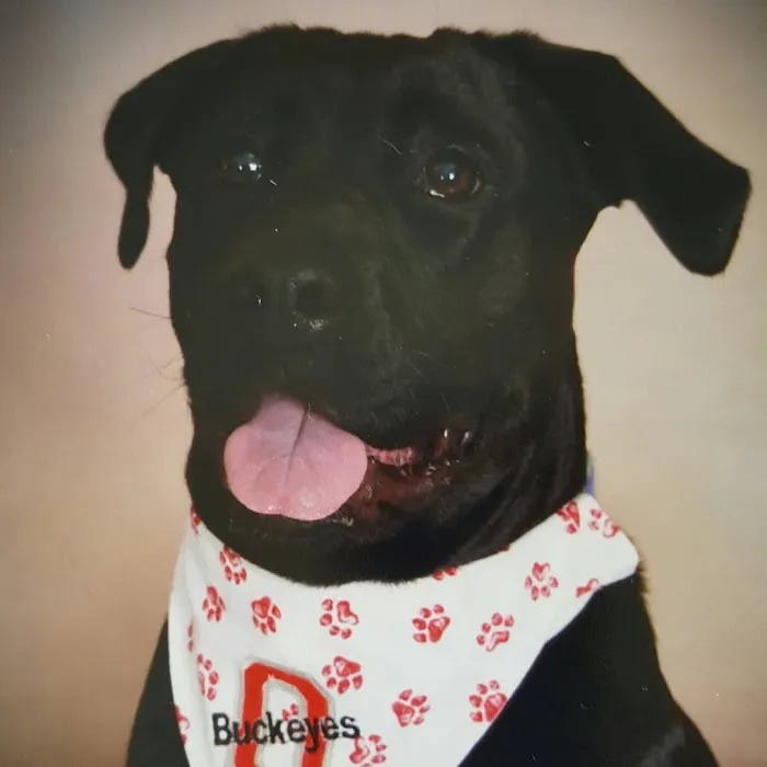 Fostoria Animal Clinic 2
